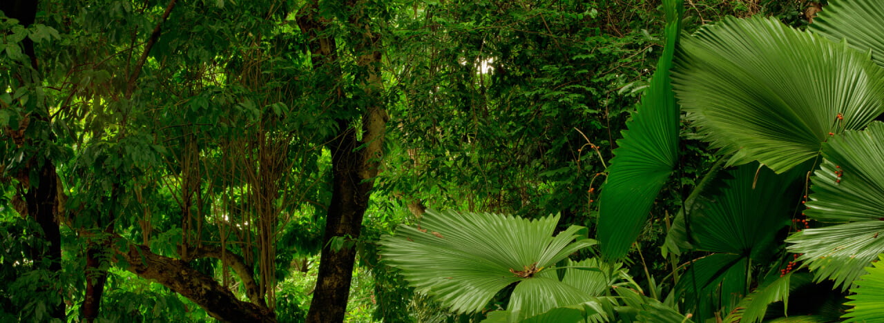 The Healing Sanctuary green forest